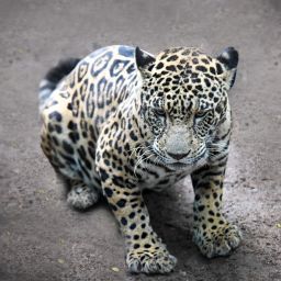 felino