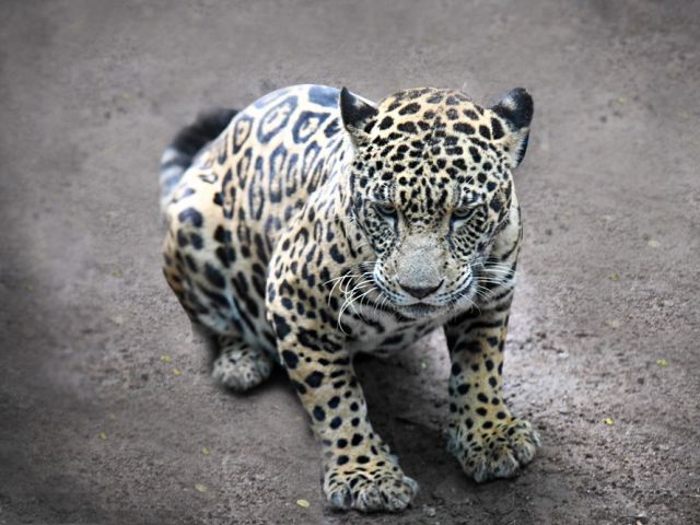 felino