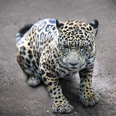 felino