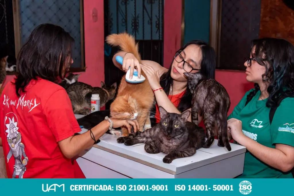 Misión Felina_ UAM2